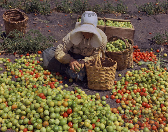 Mujer Separando Tomates - Foto A�os 60