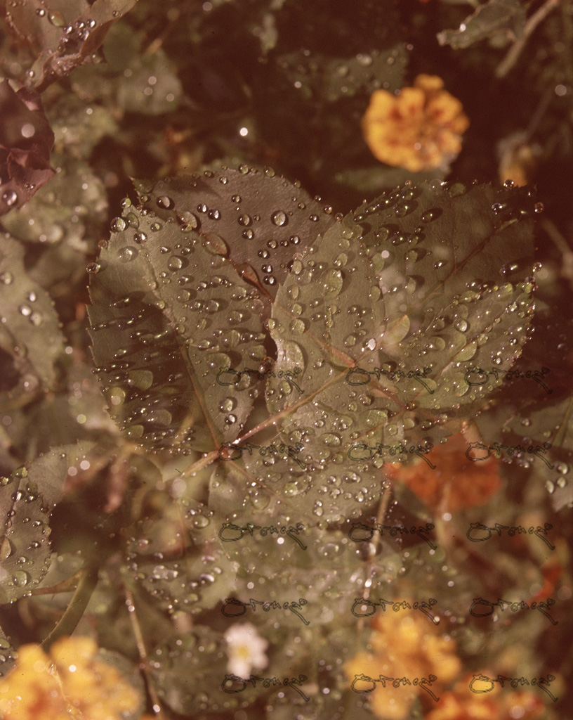 Gotas De Rocio En Flor En Una Planta