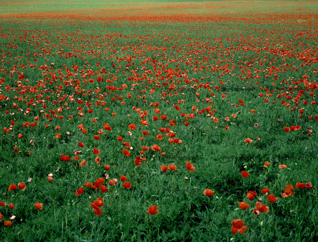 Plantacion De Garbanzos Con Amapolas